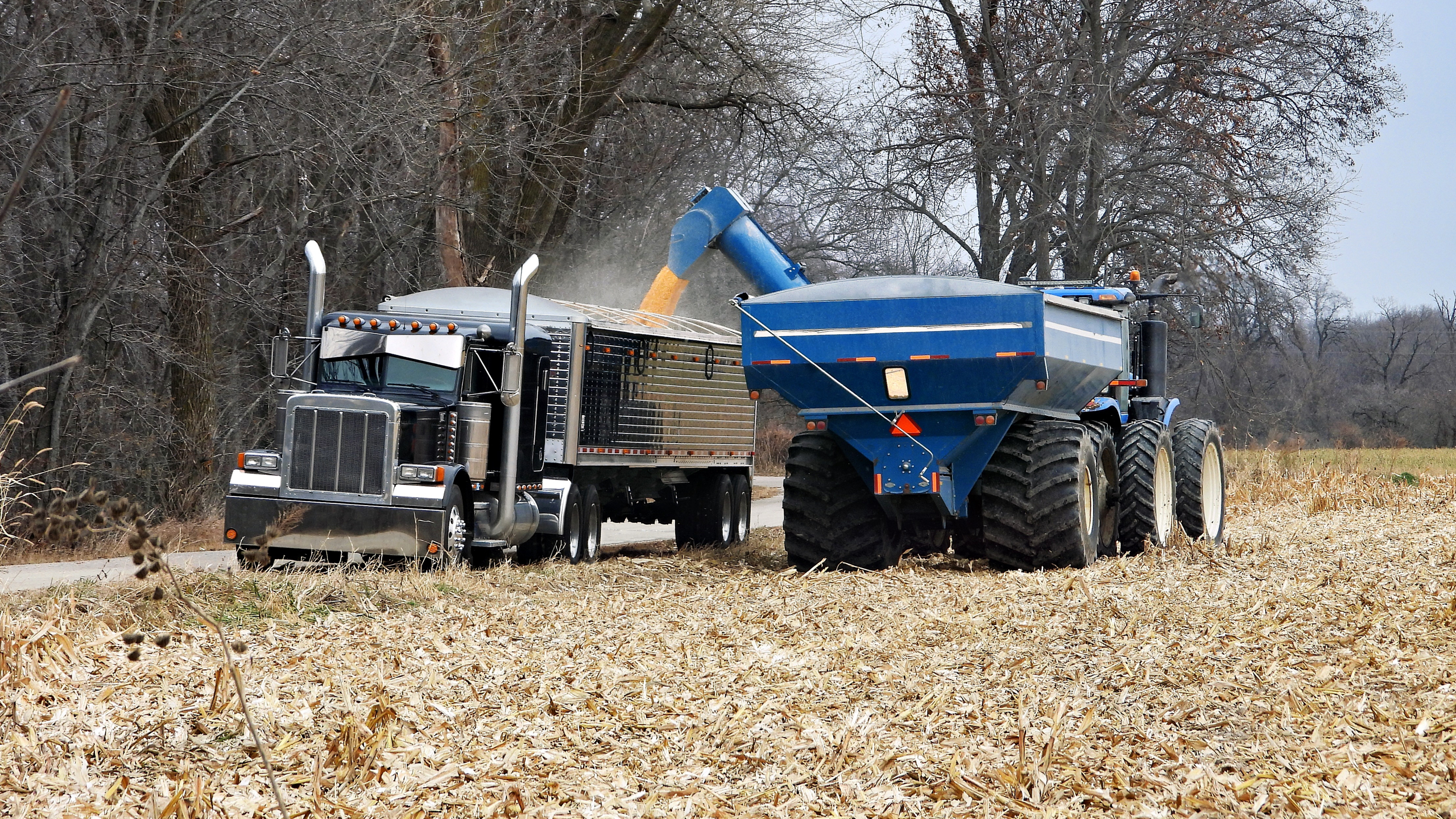 A blue tractor loading harvested corn into a semi-truck in a corn field.
