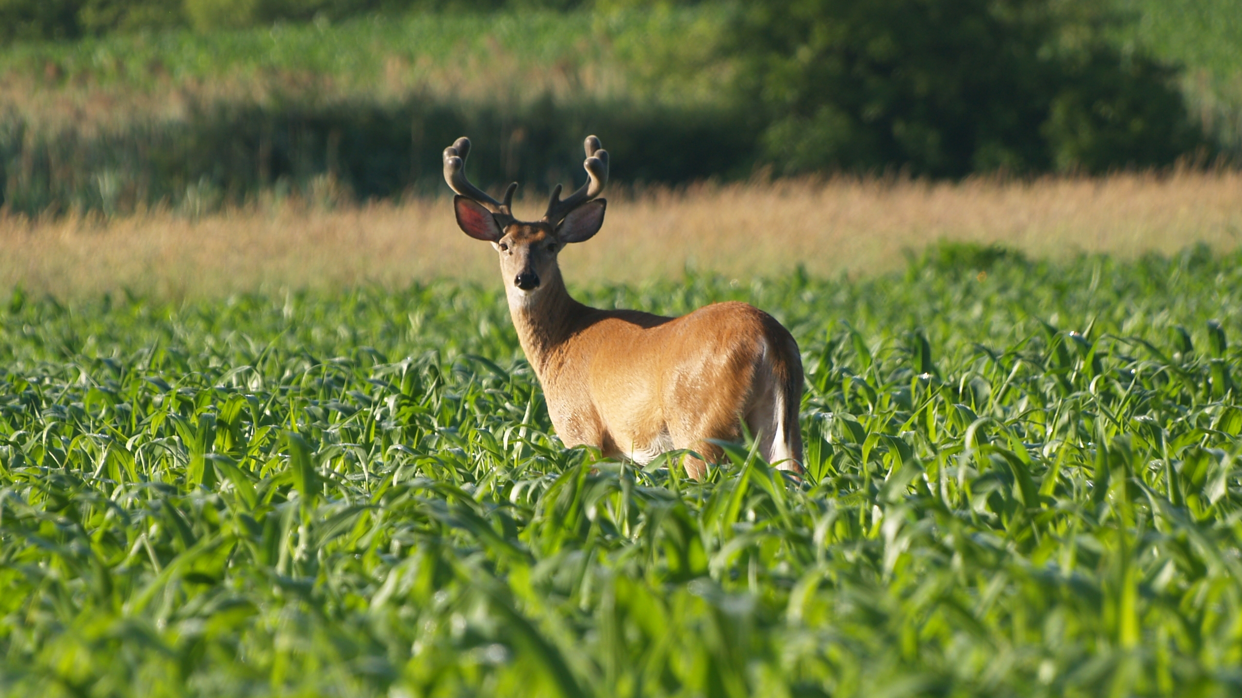 A deer in the middle of a green cornfield at the beginning of summer.