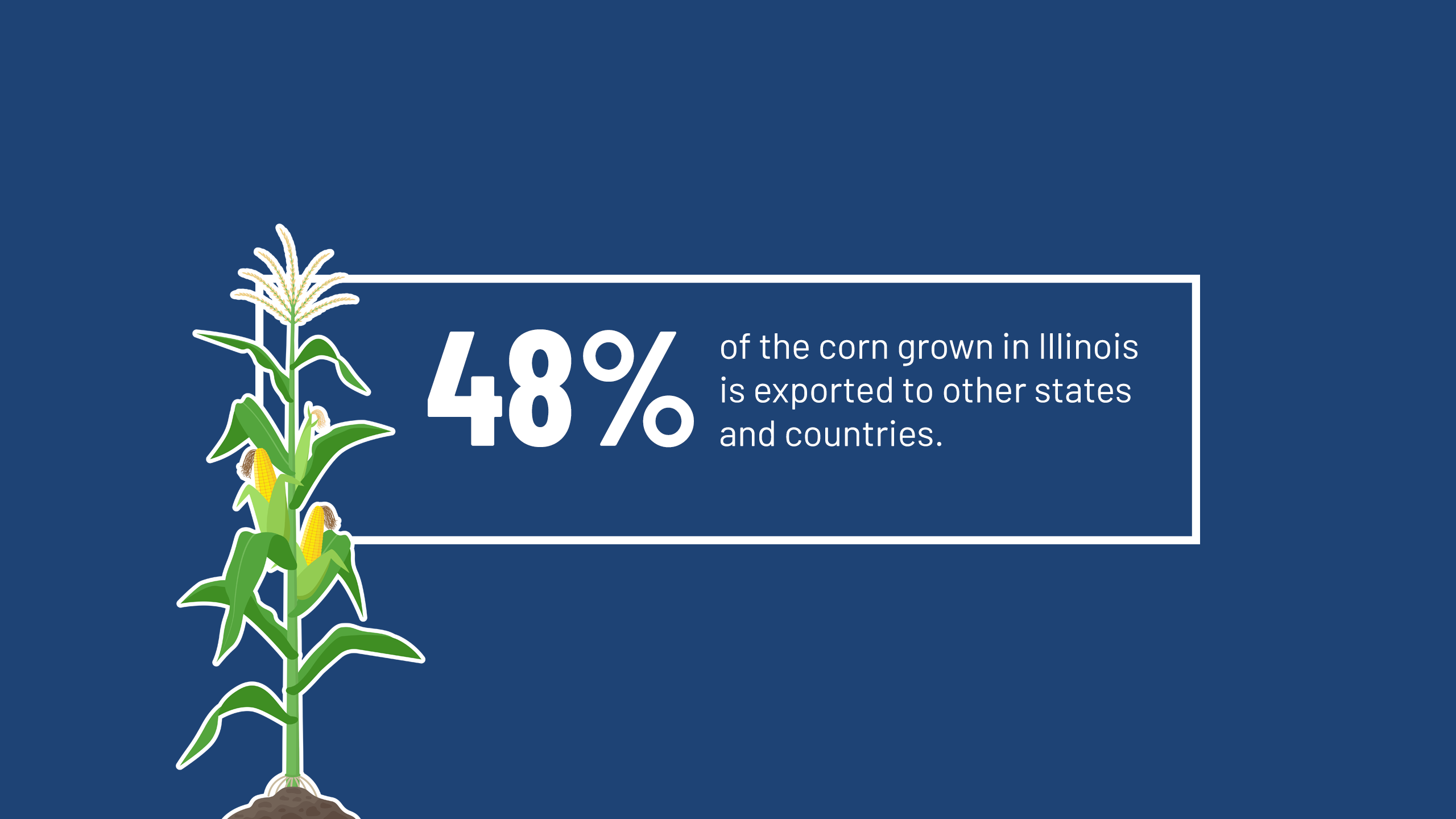 Graphic showing a fact about corn transportation. Text reads: '48% of the corn grown in Illinois is exported to other states and countries.' There is also an illustration of a stalk of corn.
